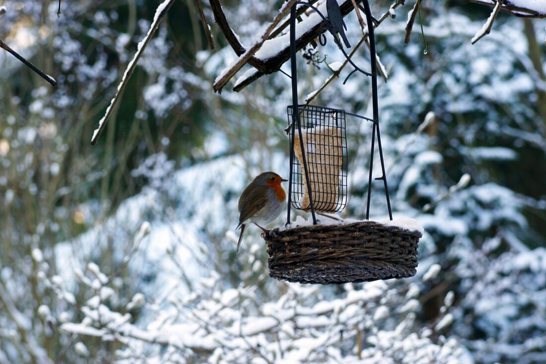 Kleiner Vogel beim Füttern in Winterlandschaft