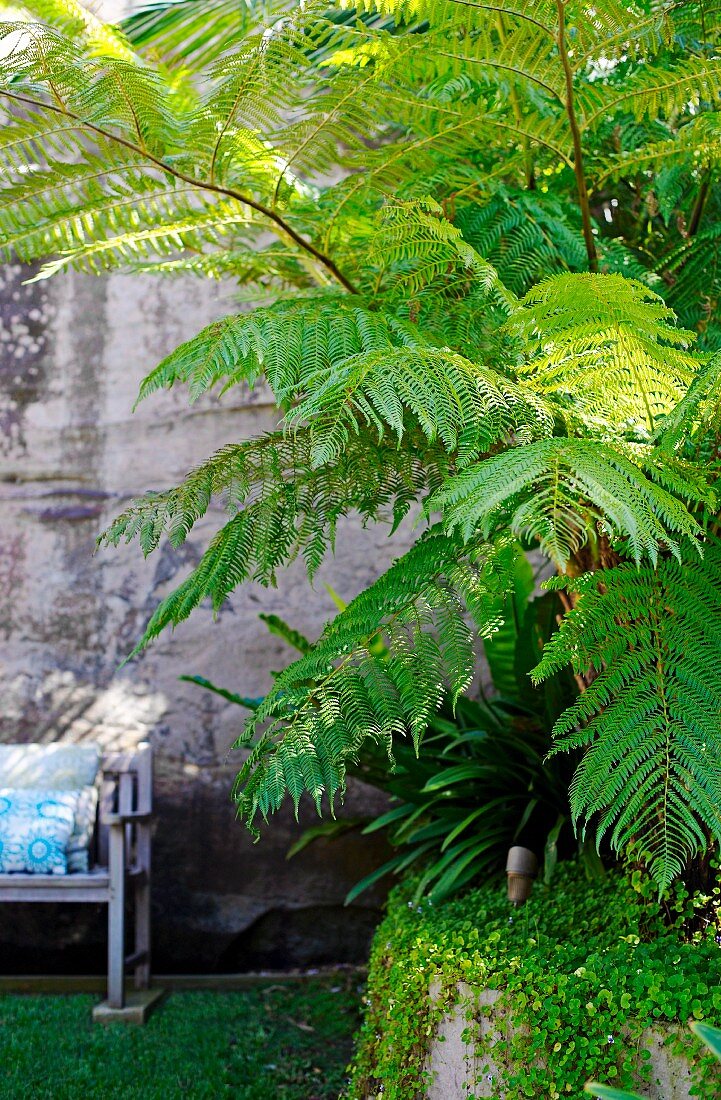 Fern next to partially visible bench against weathered wall
