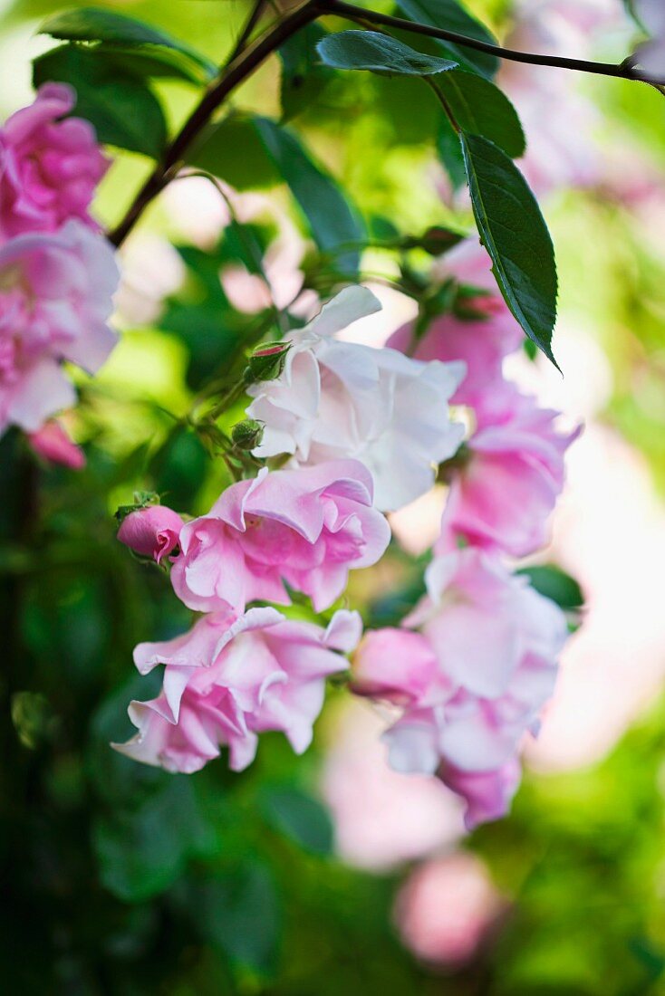Close-up of pink flowering dog rose