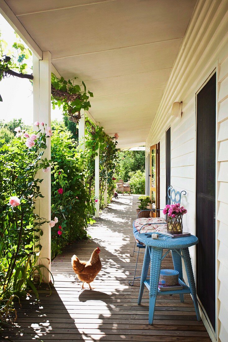 Hen and side table on veranda planted with roses outside long, weatherboard country house