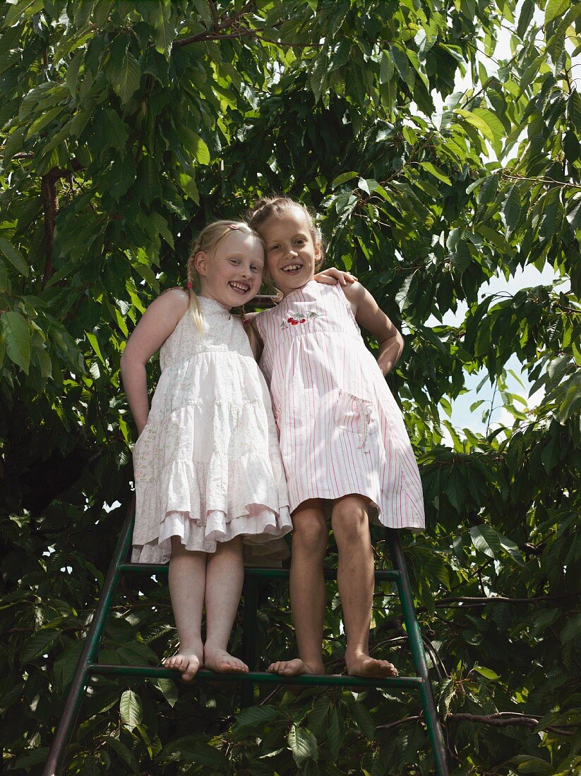 Zwei Mädchen auf Leiter an Kirschbaum