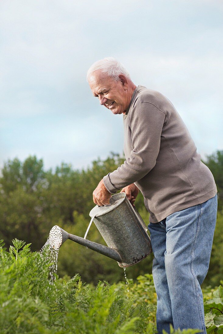 Älterer Mann giesst die Pflanzen im Garten