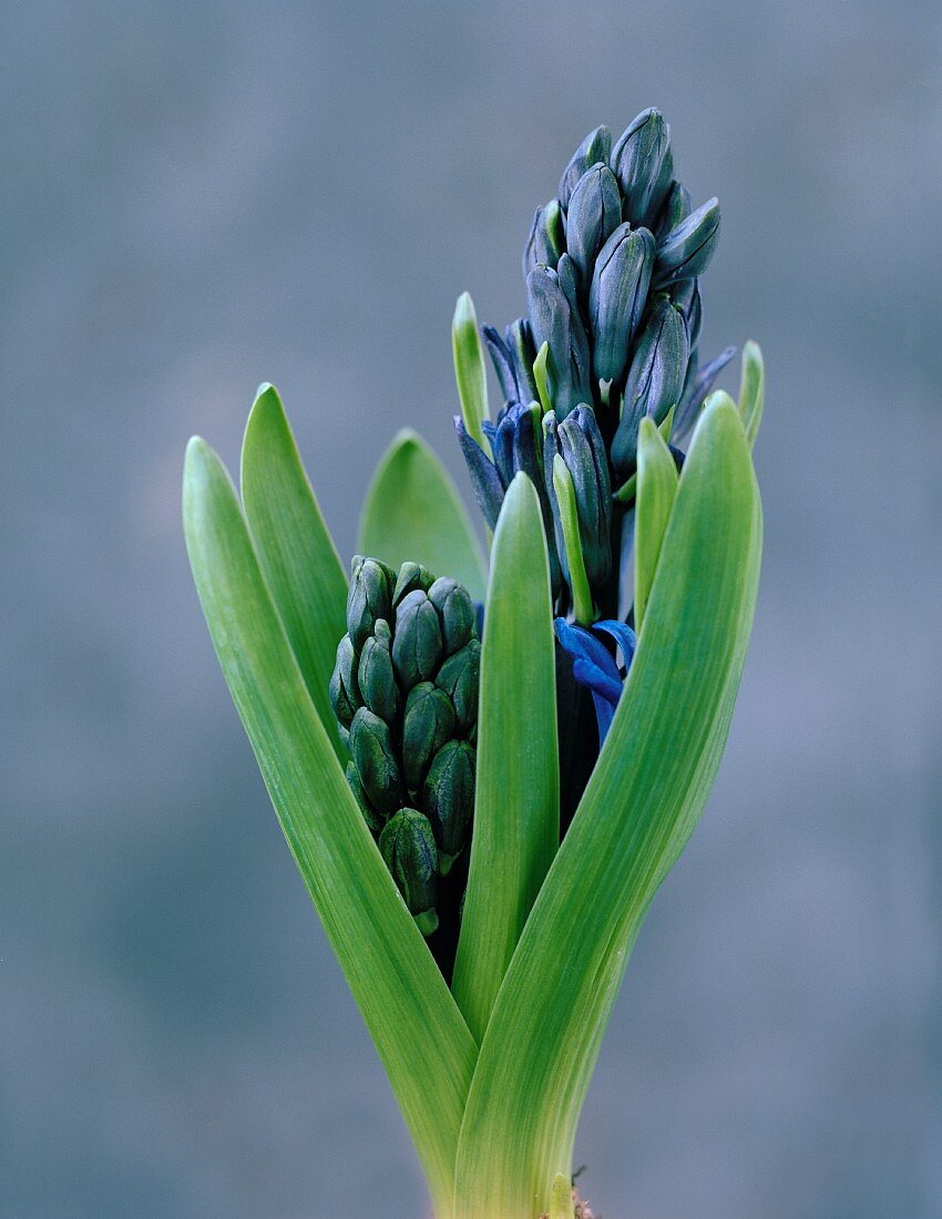 Blue hyacinth (close-up)