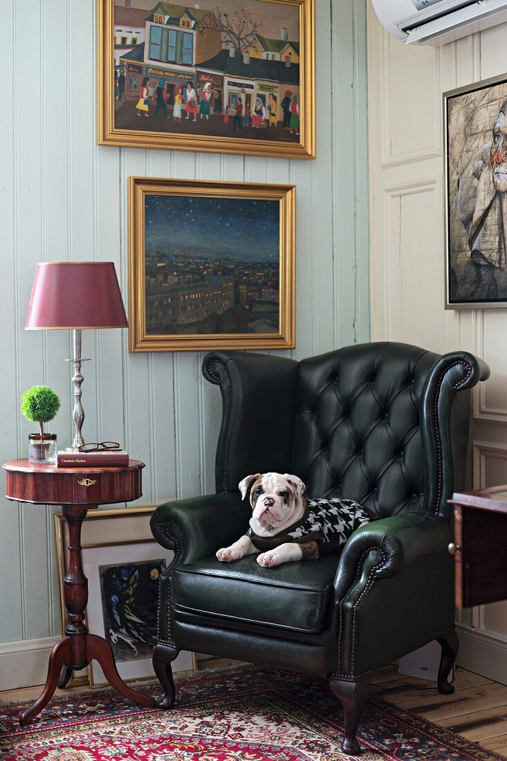 Dog on black leather armchair next to delicate, antique side table below gilt-framed pictures on white-painted wooden wall
