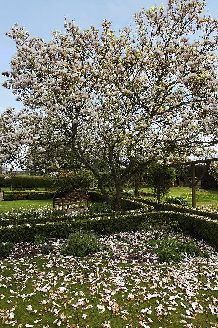 A flowering magnolia tree in a garden