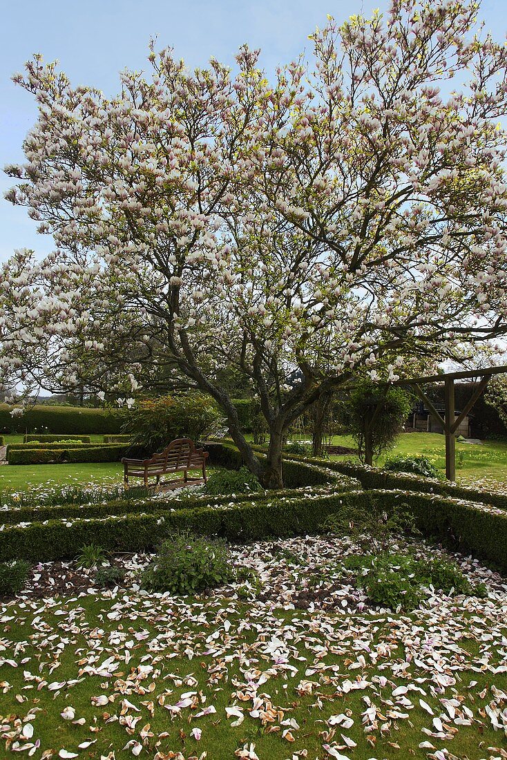 Blühender Magnolienbaum im Garten