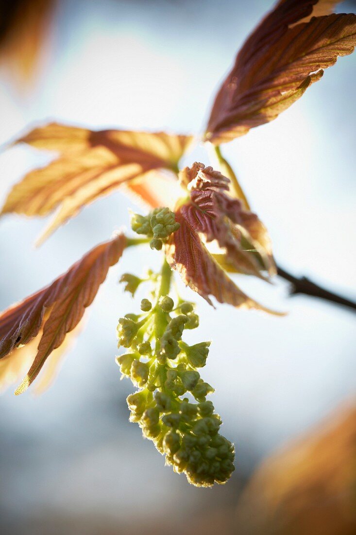 A maple sprig with seeds