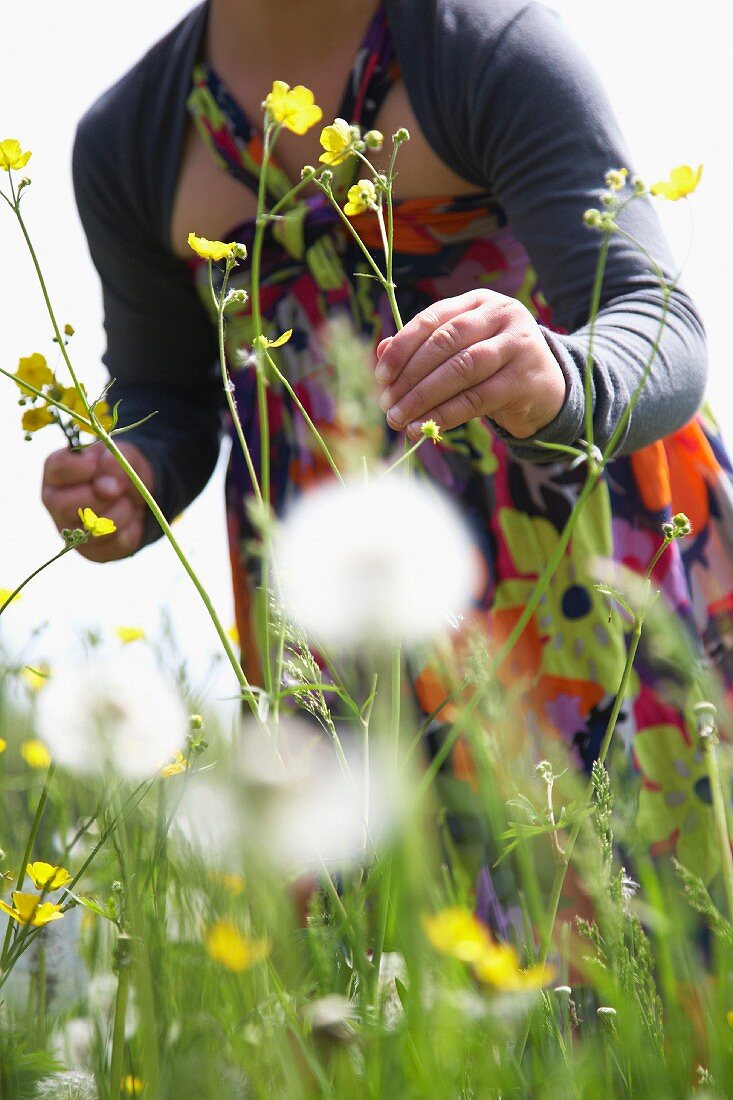 A girl picking buttercups in a field