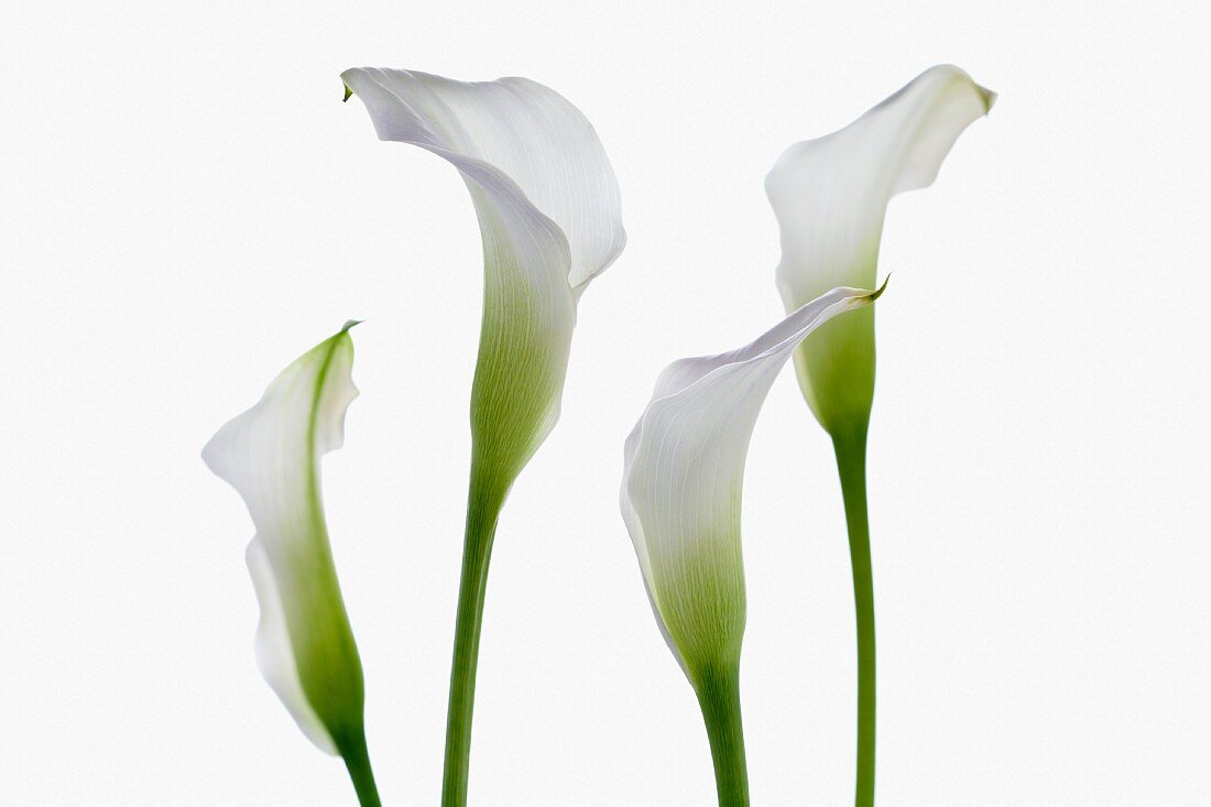 Vier weiße Callablüten vor weißem Hintergrund