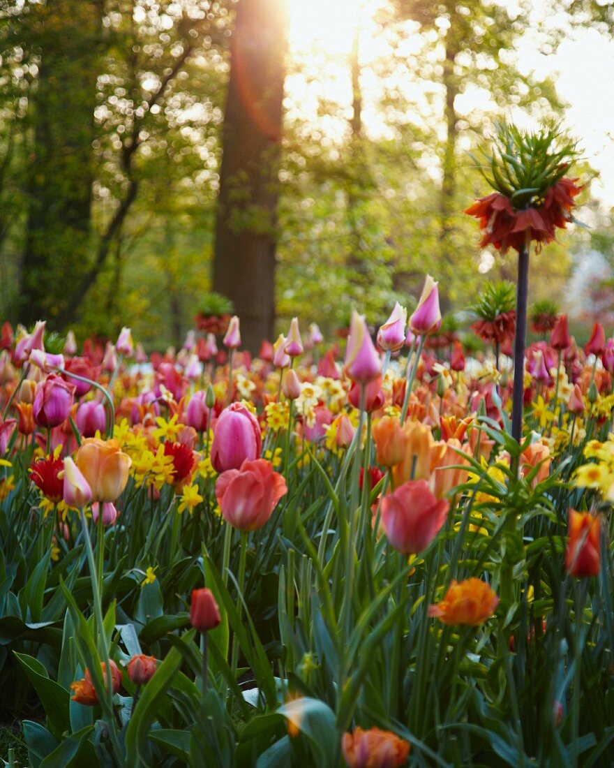 Colorful spring flowers (Keukenhof, Holland)