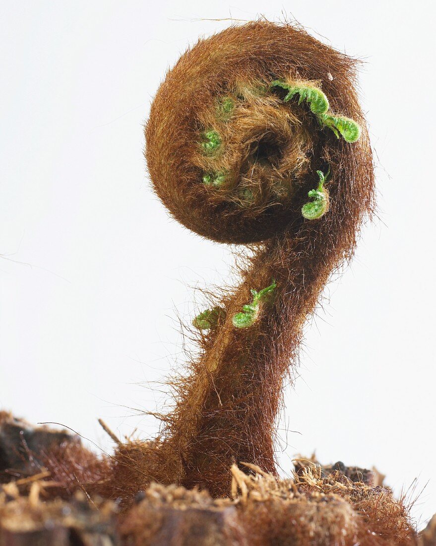 Tree fern (Dicksonia antarctica) sprouting and with rolled up stems