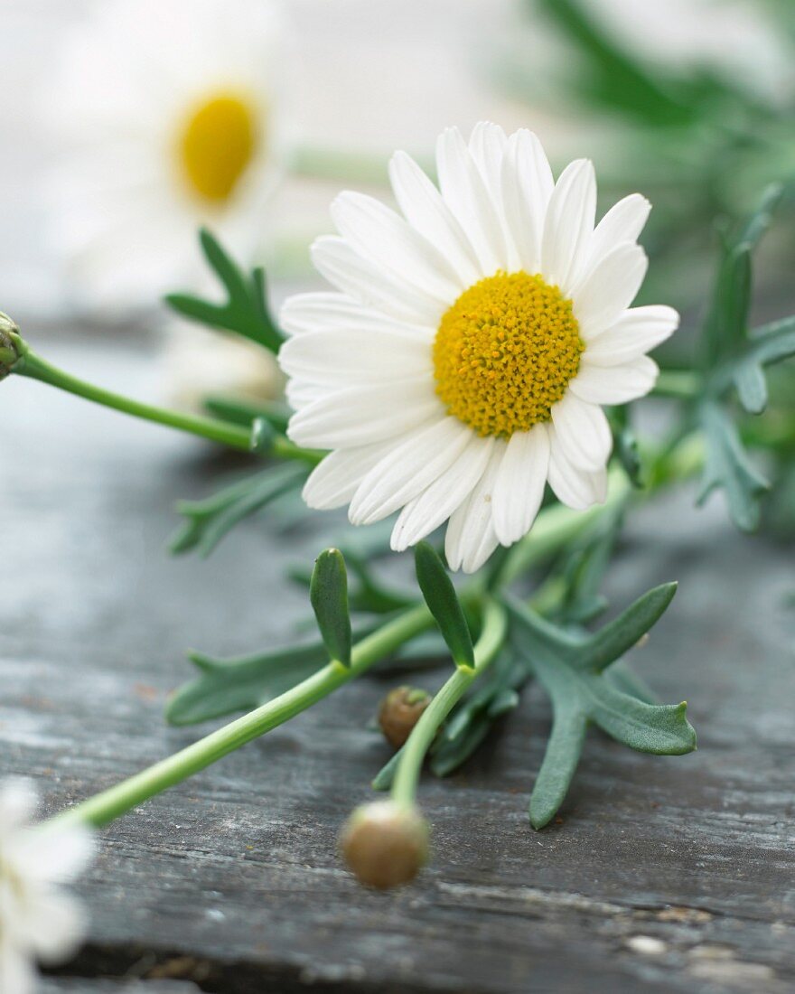 Daisy flowers (Argyranthemum Frutescens)