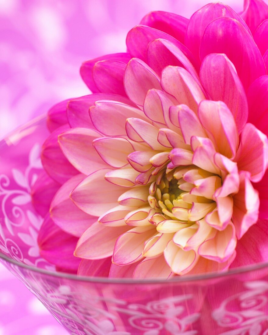 Pink dahlia flower in a glass dish