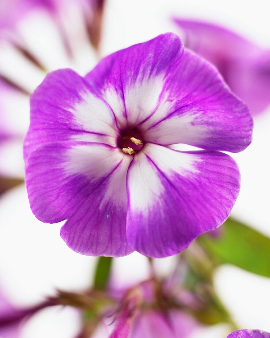 Purple phlox flower (close up)