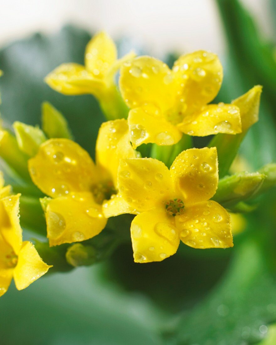Kalanchoe with yellow flowers