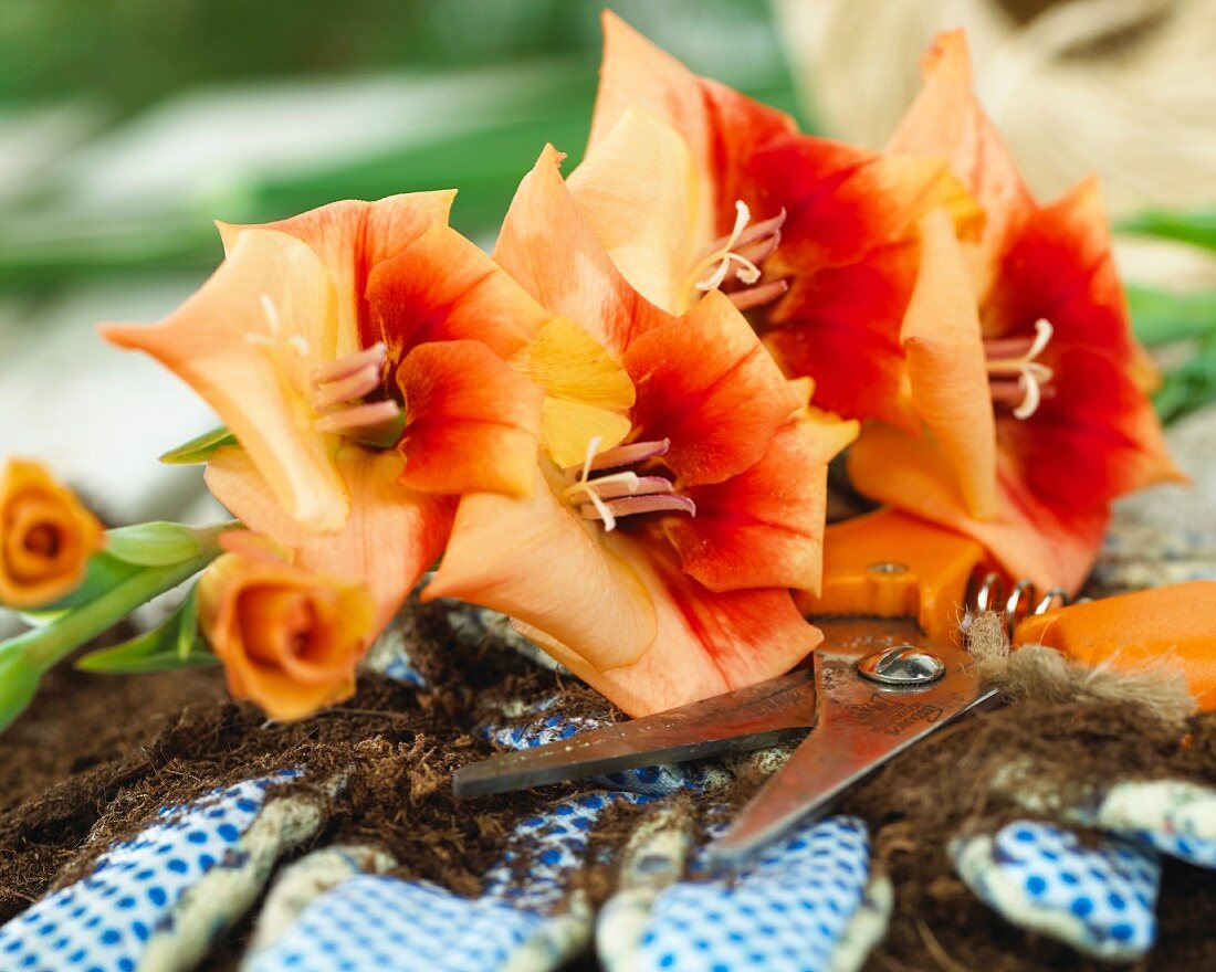 Gladiola flowers (Gladiolus Anique) and garden tools