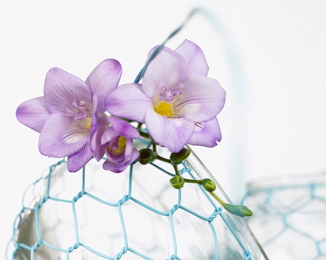 Lilac freesia flowers on a wire basket