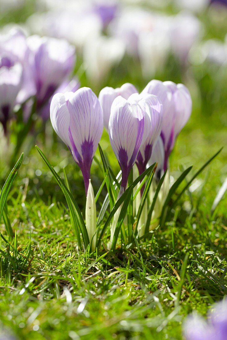 Lilac crocuses in a meadow