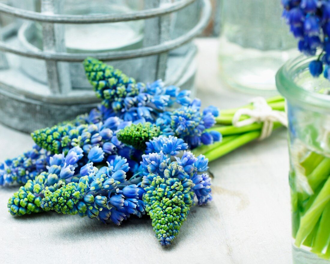 Blaue Hyazinthenblüten (Muscari Artist)