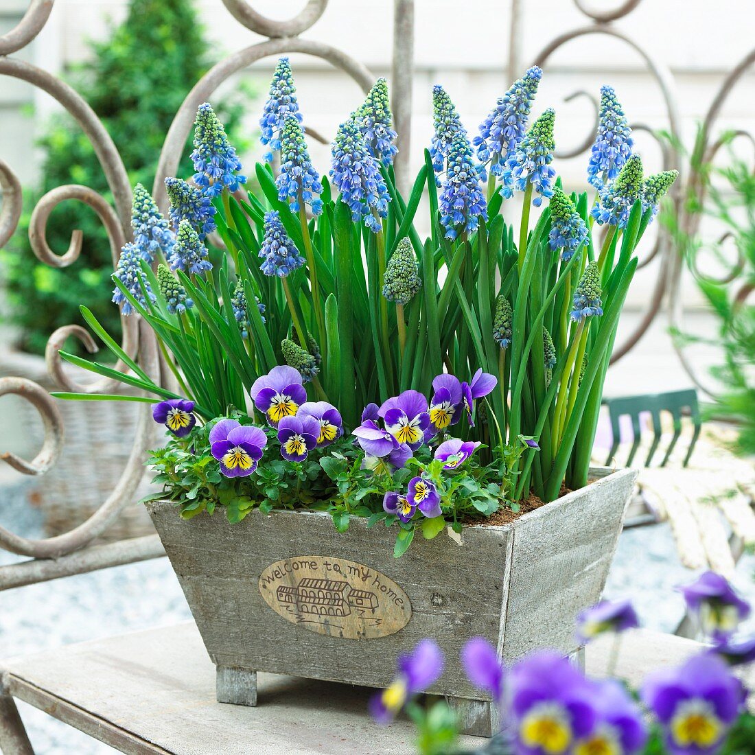 Blue grape hyacinth and horned pansies in a plant container