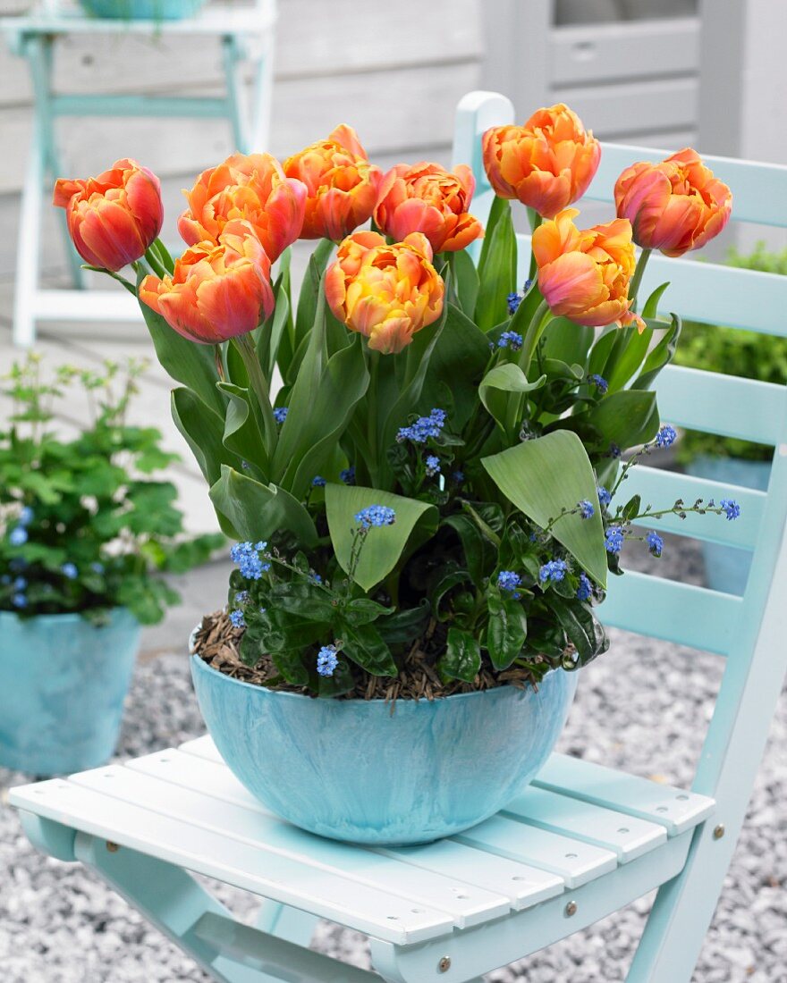 Orangefarbene Tulpen & Vergißmeinnicht in Pflanzschale