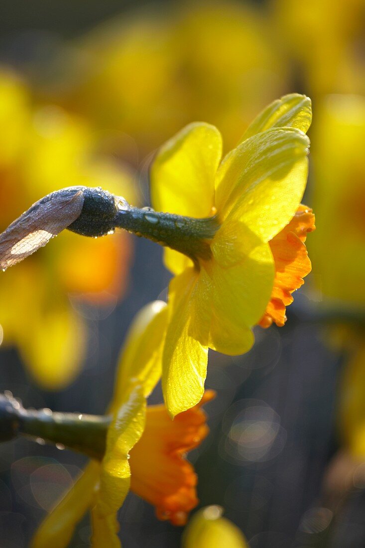 Zweifarbige Narzissenblüten (Narcissus Gold Flake)