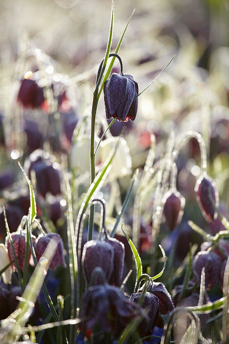 Chess flower (Fritillaria Meleagris) in the morning light