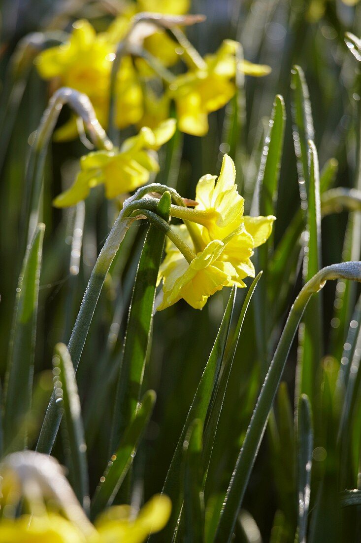 Narcissus (Narcissus Dickcissel)