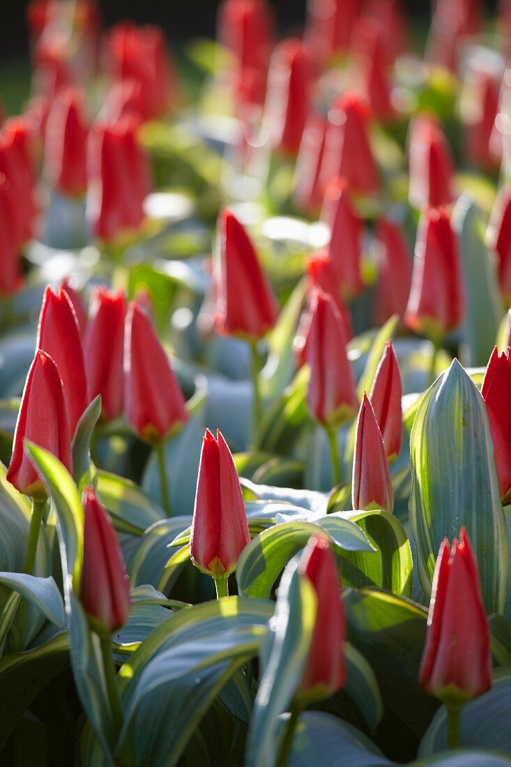 Flower bed with rose colored tulips (Tulipa Robassa)