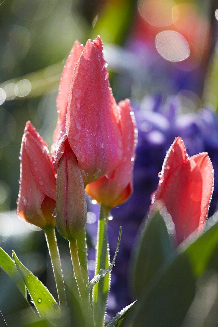 Rosafarbene Tulpen (Tulipa Toronto) mit Tautropfen