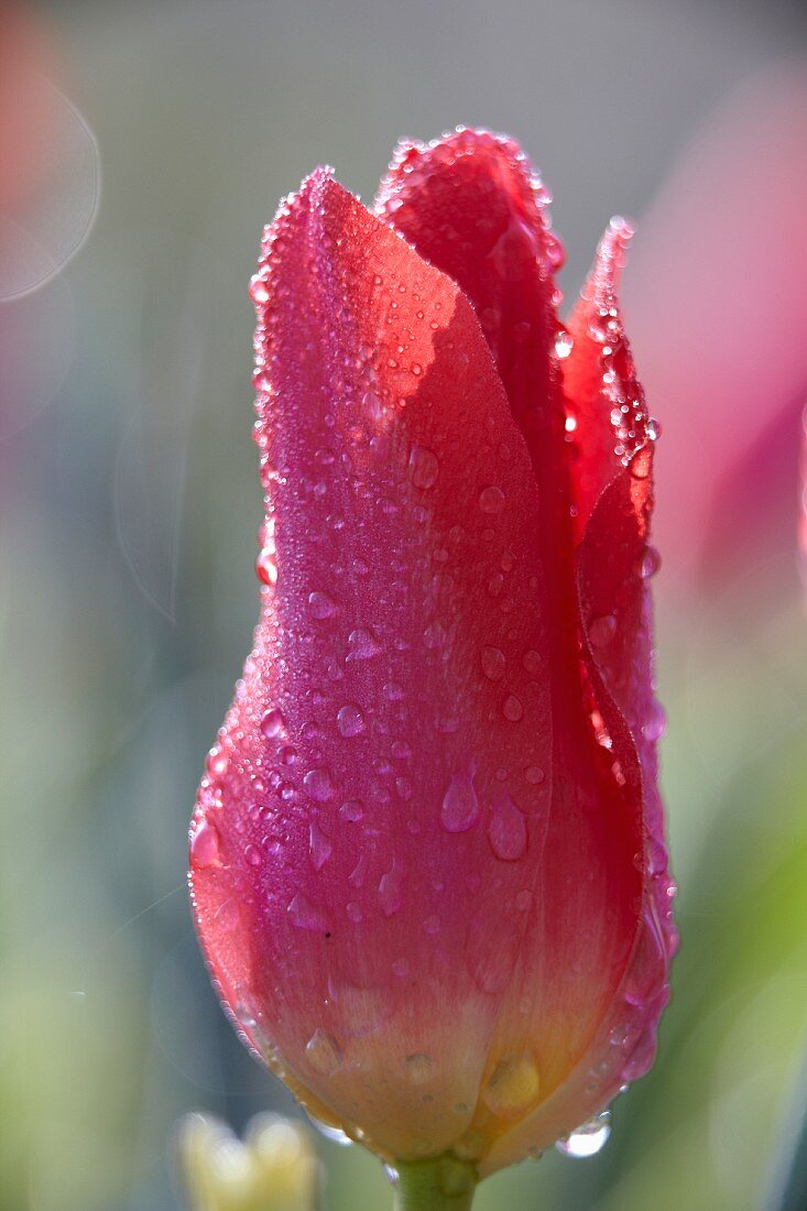 Eine rosafarbene Tulpenblüte mit Tautropfen
