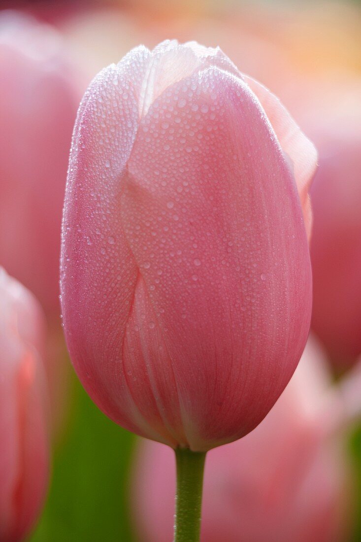 Pink tulips (Tulipa Menton) with dewdrops