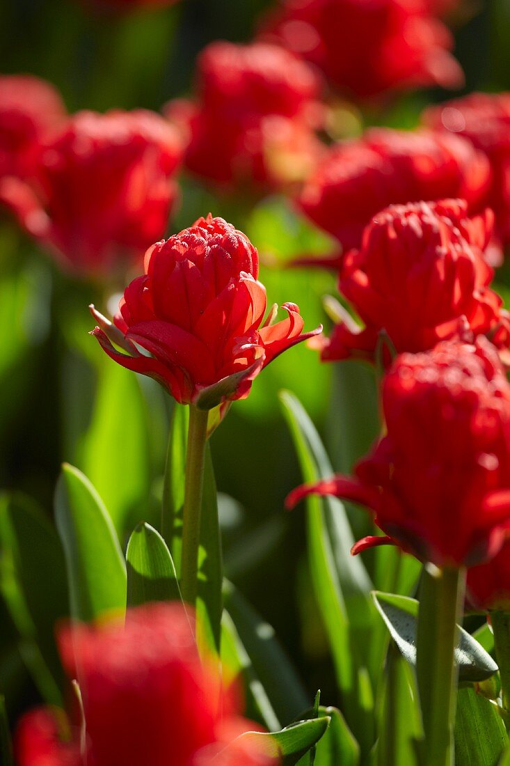 Tulpenbeet mit roten Tulpen (Tulipa Holland Baby)