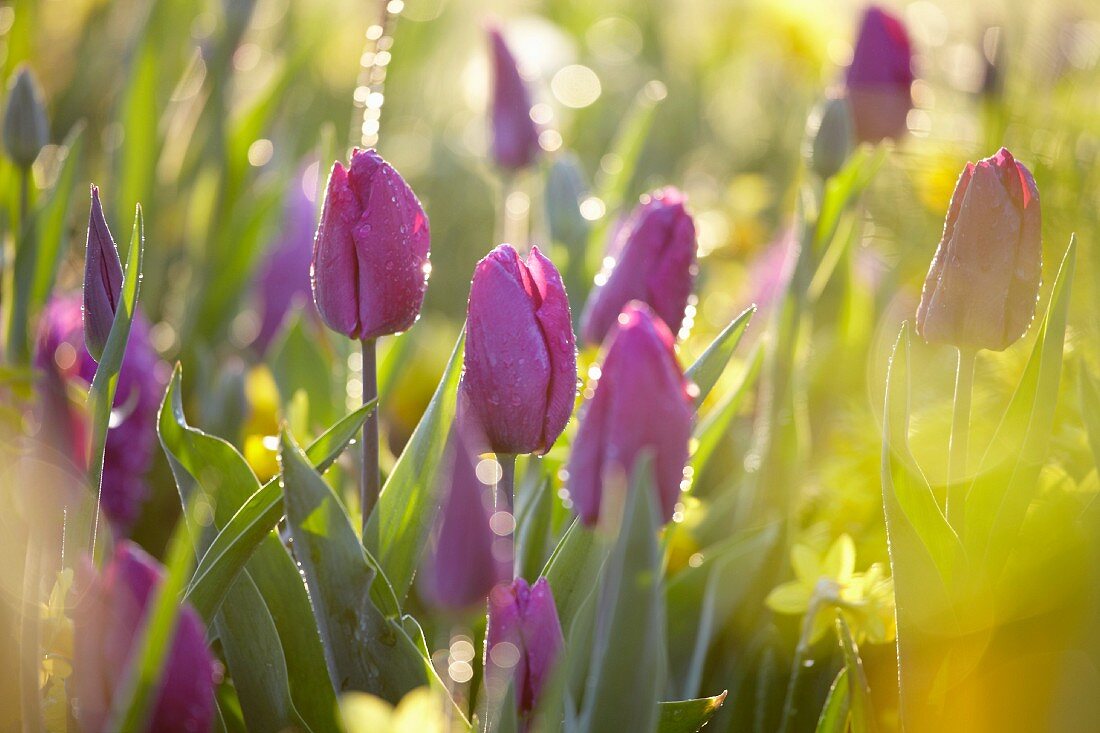 Lilac colored tulips and narcissus in the morning light