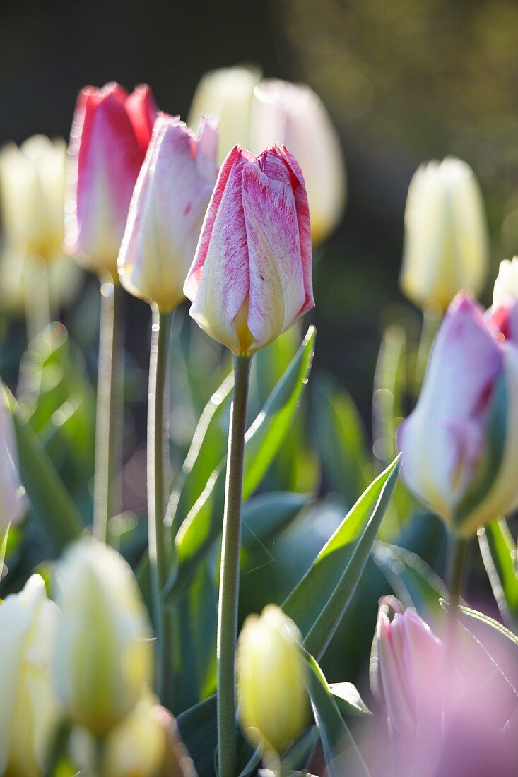 Zweifarbige Tulpen (Tulipa Flaming Purissima)