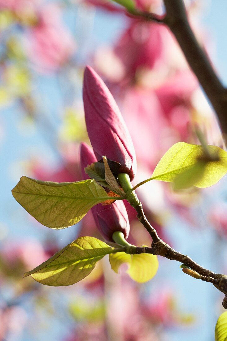 An iolanthe magnolia
