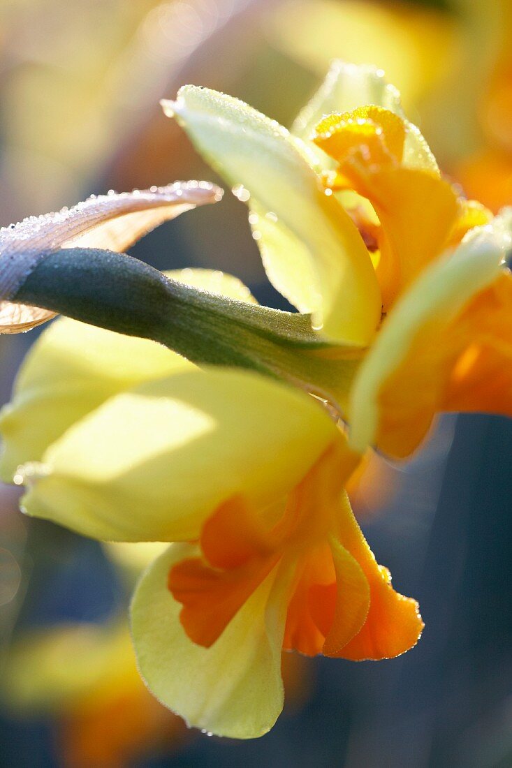 Two tone daffodil (Narcissus Tiritomba)