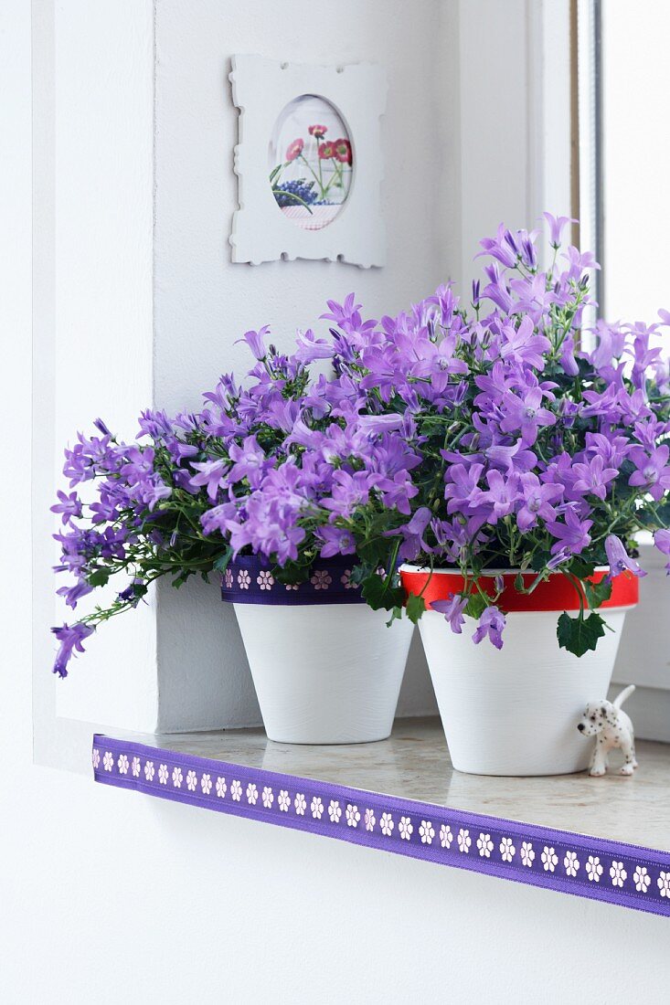 Purple flowers in white pots with decorative bands around the lip, on a white window shelf decorated with a decorative strip