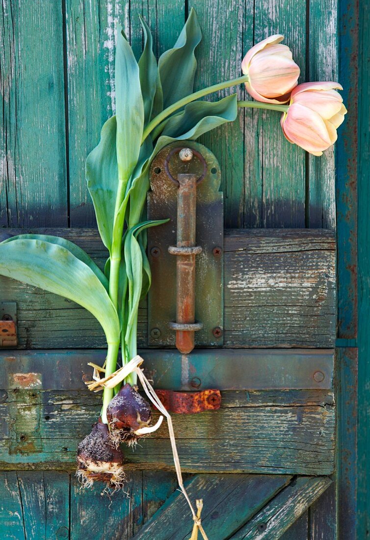 Zwei Tulpen mit Zwiebeln an Holztor hängend