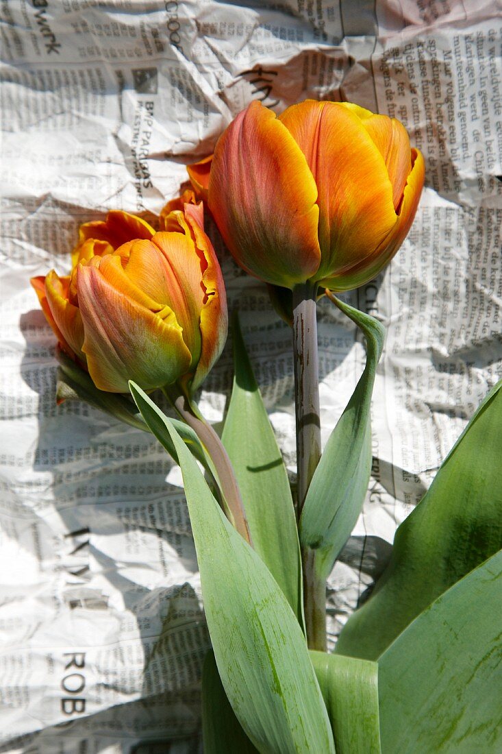 Zwei orangefarbene Tulpen auf Zeitungspapier liegend