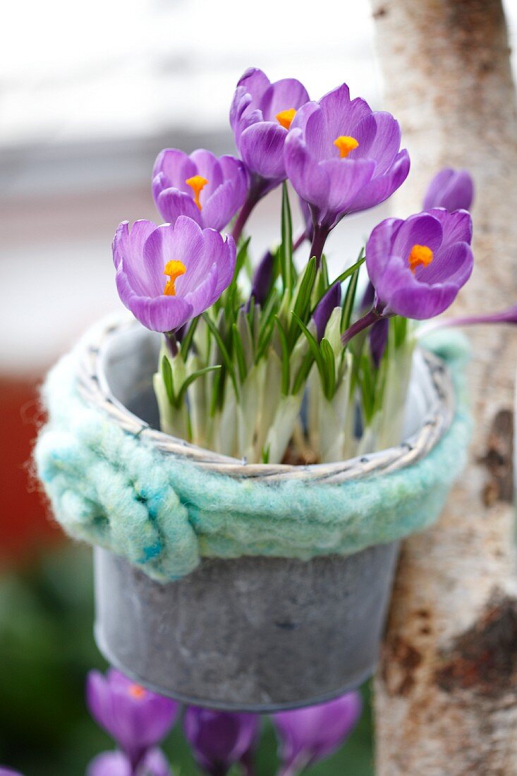 Purple crocus in a plant pot hanging on a tree