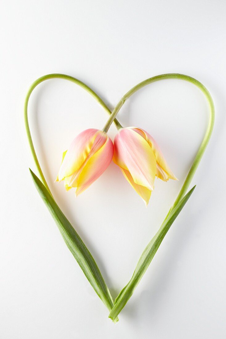 Zwei Tulpen mit Stängel in Herzform gelegt