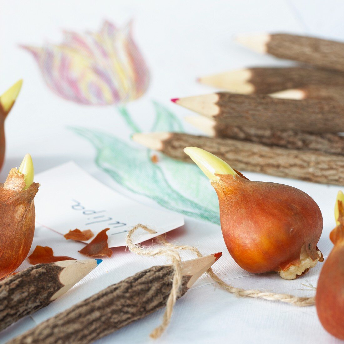 Still life with tulip bulbs and wooden pencils