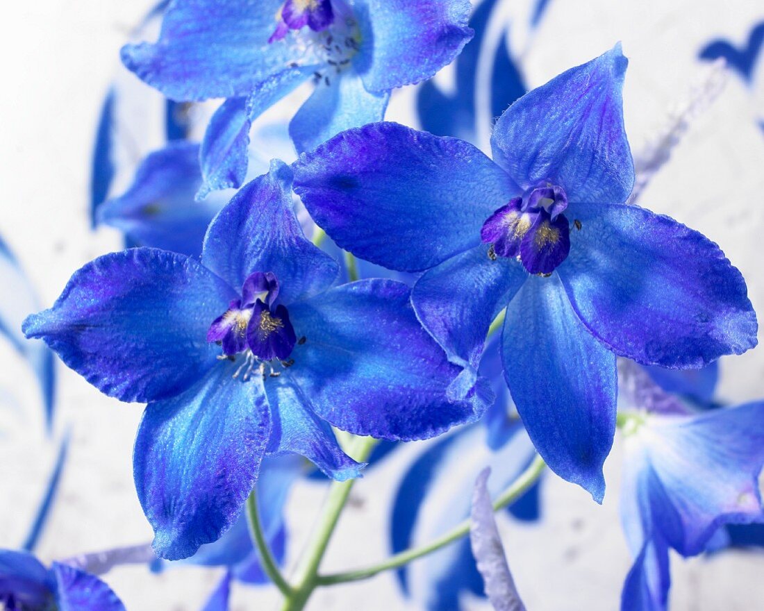 Blaue Ritterspornblüten 'Völkerfrieden'(Delphinium)