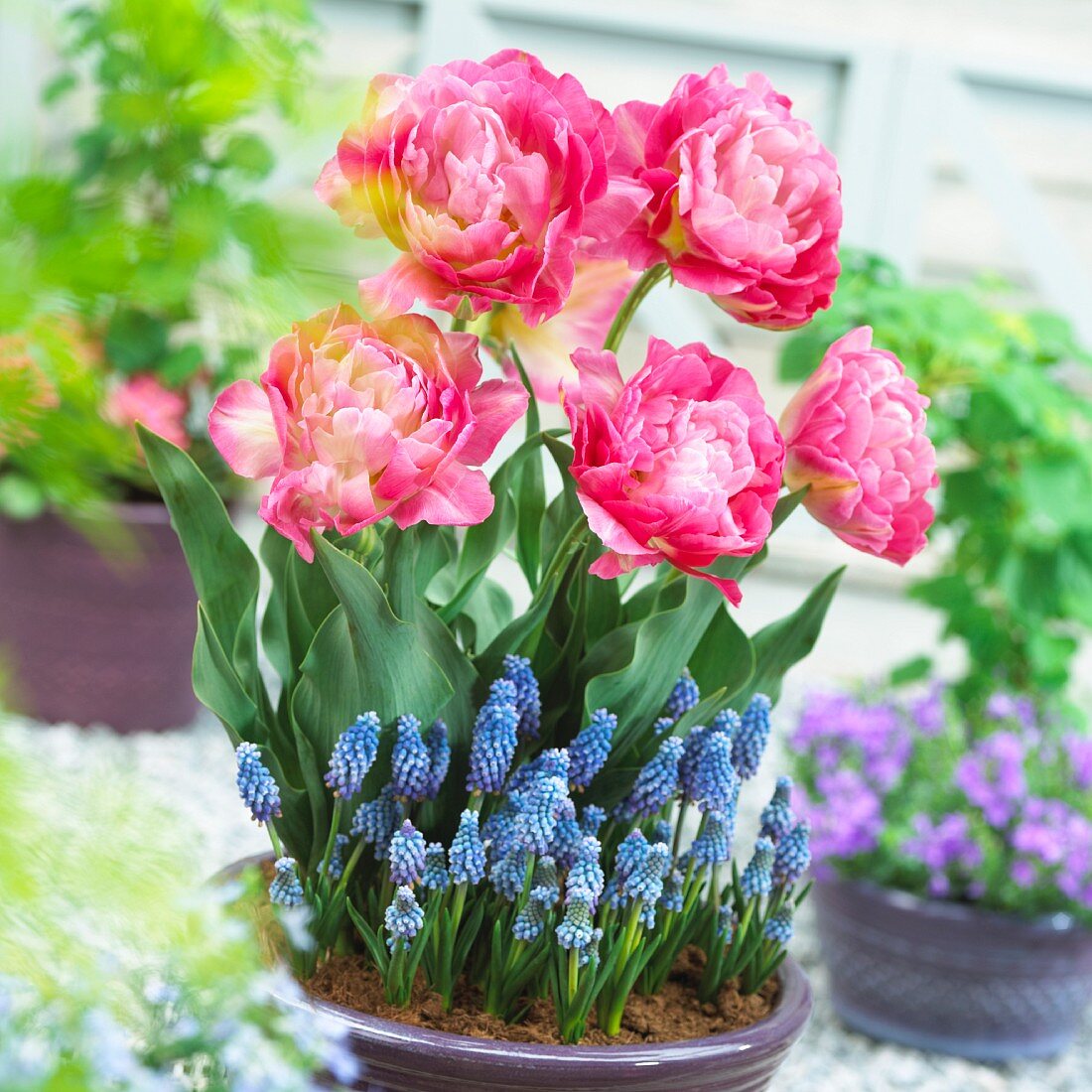 Pink tulips and grape hyacinths in a plant pot