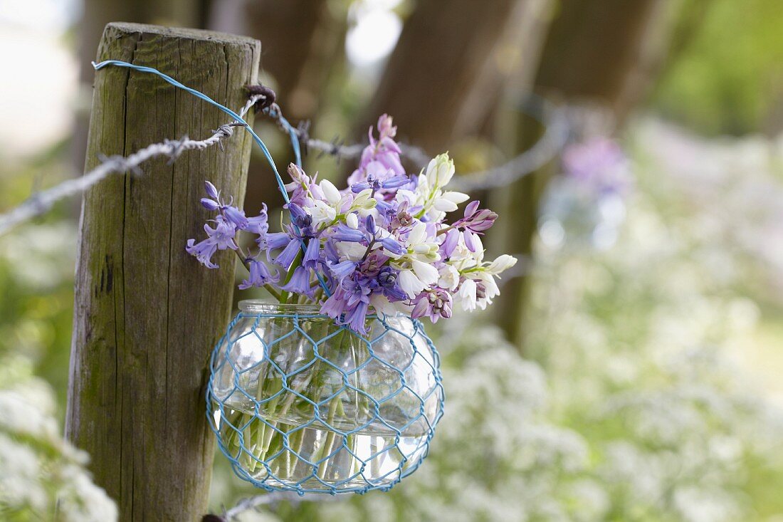 Spanish bluebells (hyacinthoides hispanica) in a glass vase by a fence
