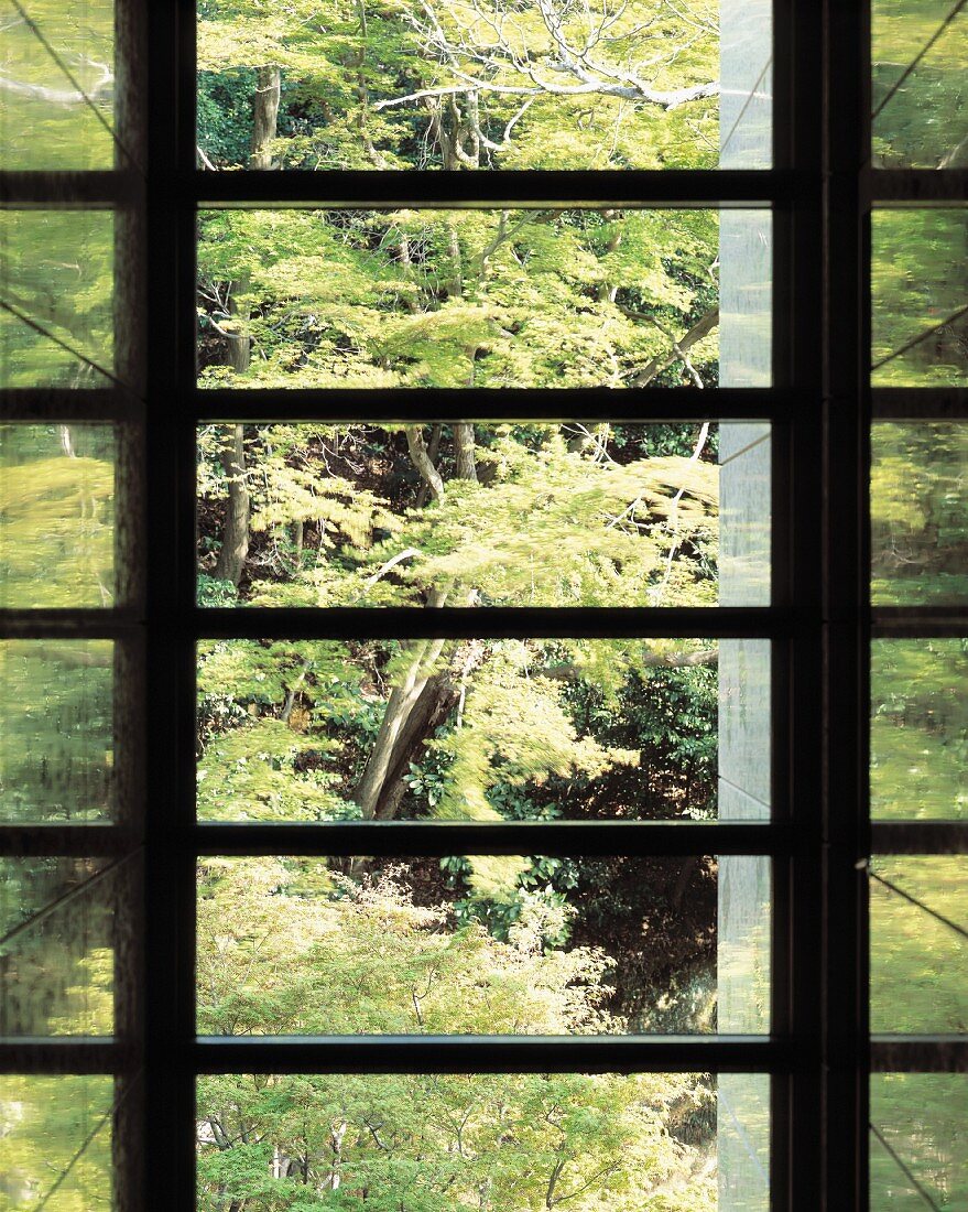 Blick durch modernes Fenster mit Sprossen in Wald
