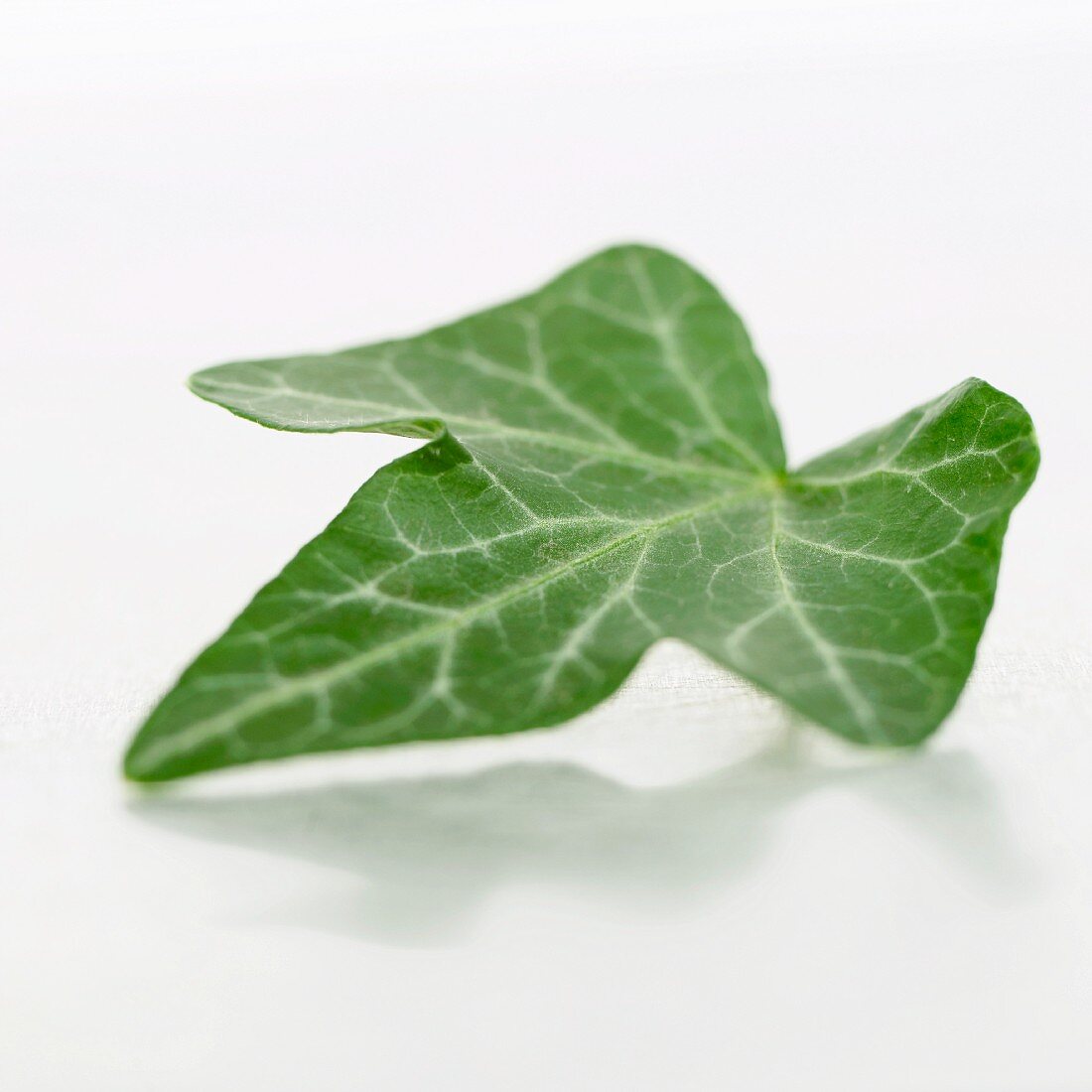 An ivy leaf (hedra)