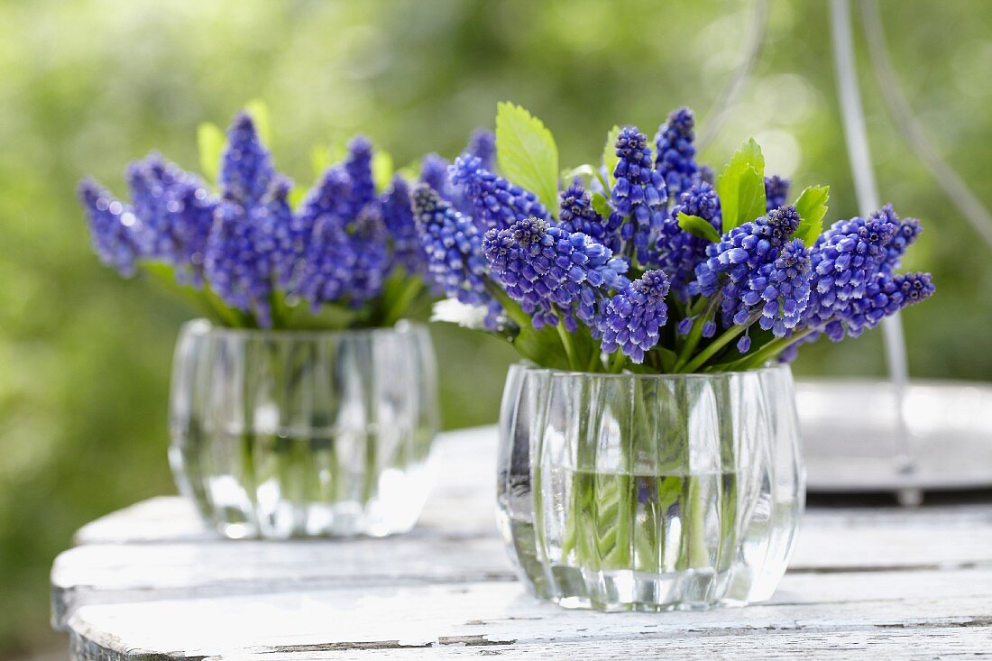 Blue grape hyacinths in glass vases on a table in a garden