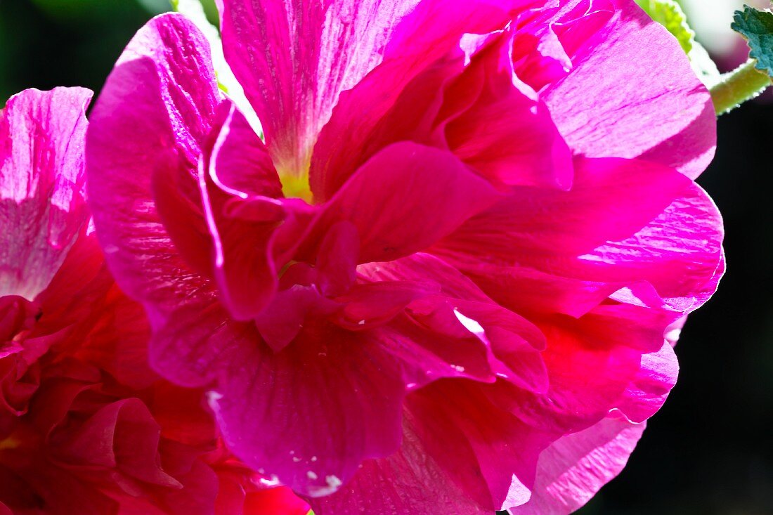 Pinkfarbene Malvenblüte (Nahaufnahme)